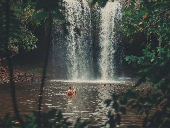 Forest Baiting