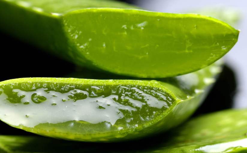 aloe vera per salute e bellezza