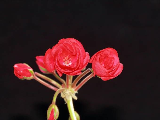 Rhodiola rosea
